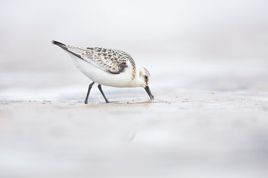 Sandpiper Foraging on Misty Beach Shoreline