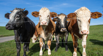 Nahaufnahme einer Kuh, Kuhherde