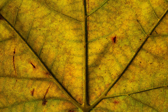 Close-up view of a vibrant yellow autumn leaf