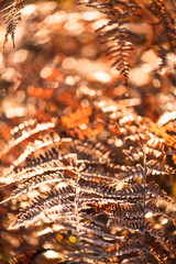 Golden Autumn Foliage with a Soft Blur Creating a Dreamy Nature Background