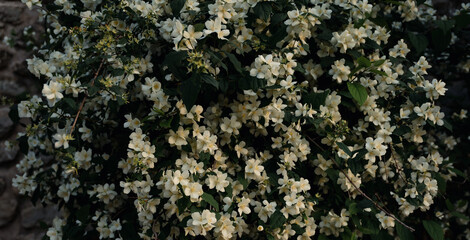 Fondo de flores blancas en un pueblo de Andalucía.