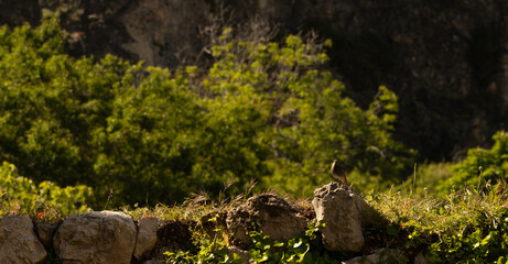 Pequeño pájaro en la naturaleza.