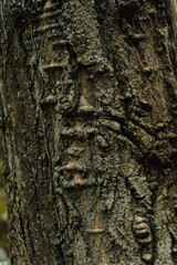 Textura de la corteza de un árbol.