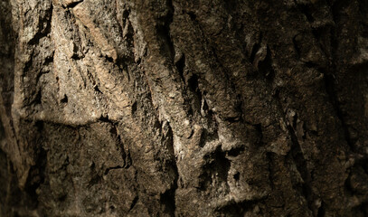 Textura de madera con rayos de luz.