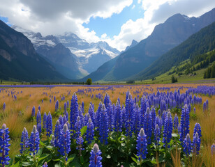 Obraz premium Purple Lupines in a Mountain Valley