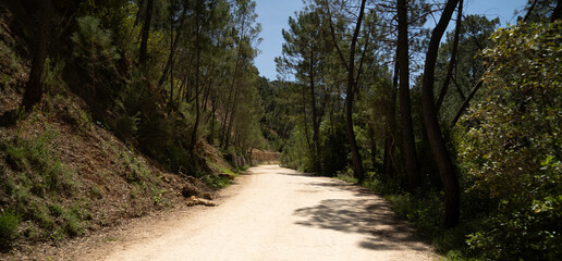 Camino en medio del bosque.