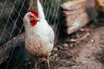 A close-up view of a white chicken with a vibrant red comb at a rustic farm during the golden hour