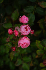 pink rose in the garden