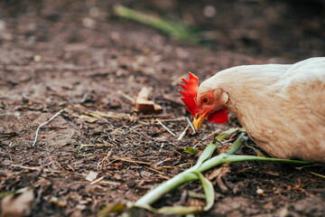 A close-up view of a white chicken with a vibrant red comb at a rustic farm during the golden hour