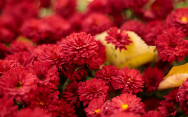 A striking autumn display of bright red chrysanthemums in full bloom with yellow leaves scattered among them. The focus is on a few flowers, while the rest softly blur into the background