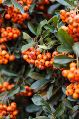 Clusters of orange rowan berries hang from lush green foliage, symbolizing the peak of autumn harvest. A natural scene with rich textures and vibrant colors