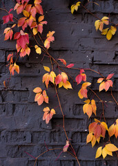 Bright autumn ivy leaves in warm shades of yellow, orange, and red stretch across a dark brick wall, beautifully capturing the rich colors and textures of the fall season.