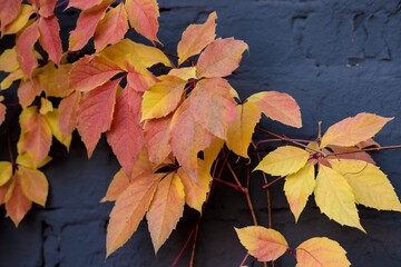 Bright autumn ivy leaves in warm shades of yellow, orange, and red stretch across a dark brick wall in a close-up view, beautifully capturing the rich colors and textures of the fall season