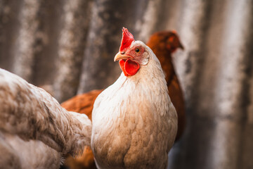 A close-up view of a white chicken with a vibrant red comb at a rustic farm during the golden hour