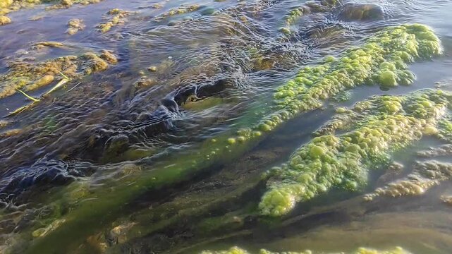 Ecology. Environmental pollution. Pollution of rivers, seas, oceans and lakes. Pollution of water bodies. Environmental disaster