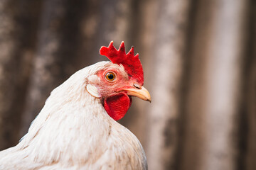 A close-up view of a white chicken with a vibrant red comb at a rustic farm during the golden hour