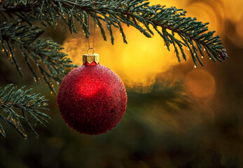 Red christmas ball with golden cap hanging from a pine branch with water drops during a winter sunset