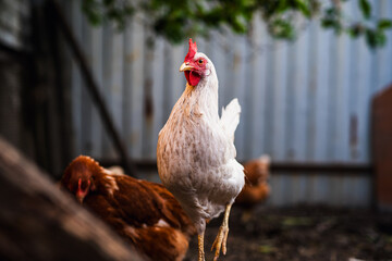 A close-up view of a white chicken with a vibrant red comb at a rustic farm during the golden hour