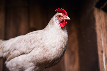 A close-up view of a white chicken with a vibrant red comb at a rustic farm during the golden hour