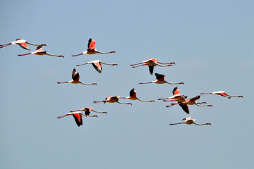Flamingos