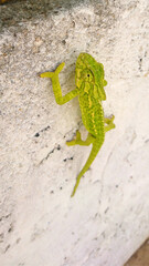 Chameleon
