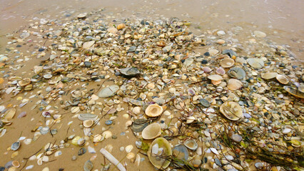 Muscheln