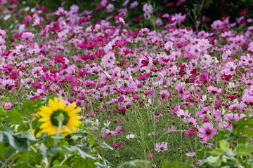 10月のコスモス畑