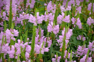 Physostegia virginiana, the obedient plant, obedience or false dragonhead, is a species of flowering plant in the mint family, Lamiaceae.