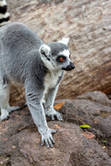 Ring-Tailed Lemur Standing on Rocks in Natural Habitat