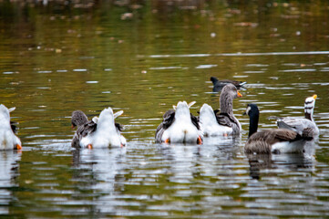 Graugansfamilie im Wasser