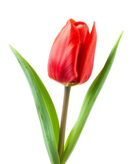 Fototapeta premium Red tulip bud with green leaves isolated on transparent