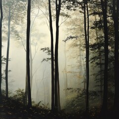 Obraz premium Foggy mornings in dense woodlands