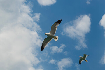 seagulls flying in the blue sky. Pertek castle (Pertek kalesi) located in Pertek district of Tunceli province