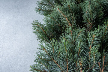 Green tree branches. Christmas natural background