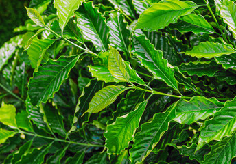 Coffee lush and coffee leaf background
