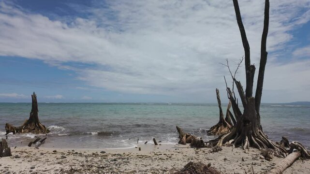 Beach with driftwood and turquoise waters in Cahuita National Park, Costa Rica - Powered by Adobe