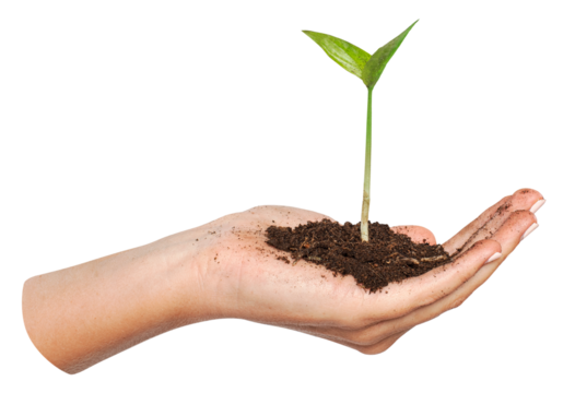 Growing plant png sticker, in cupped hand, transparent background
