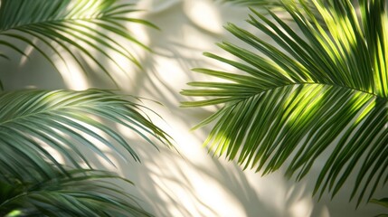Fototapeta premium Large tropical coconut leaves, emphasized with clear veins, create a warm and natural feeling.