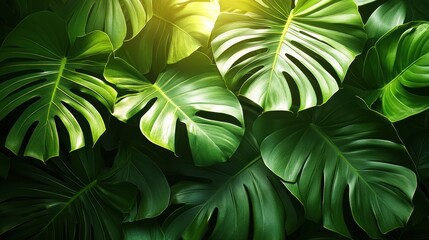 Large tropical palm leaves overlap beautifully. Soft light through creates a fresh and shady feeling.