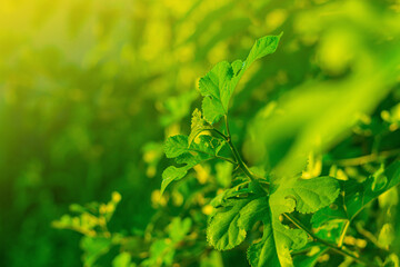 Beautiful stem of figs close up with young fresh green leaves on a bright sunny day receives energy for growth from the sun, in blurred background of foliage bathed in sunlight. Natural environment