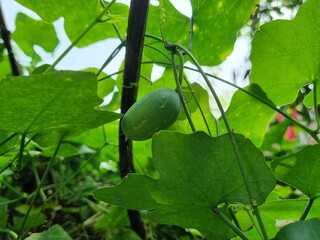 Ivy gourd vegetable fresh green hanging on garden sign of organic farming and healthy growth also...