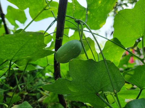 Ivy gourd vegetable fresh green hanging on garden sign of organic farming and healthy growth also known as scarlet gourd from cucurbitaceae family