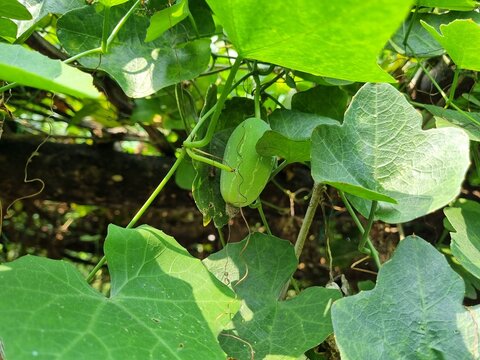 Ivy gourd vegetable fresh green hanging on garden sign of organic farming and healthy growth also known as scarlet gourd from cucurbitaceae family
