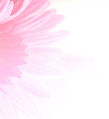 blurred pink fabric Gerbera flower
