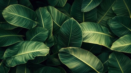 Overlay of large tropical leaves in a top view. The leaf veins are clear and detailed.