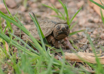 baby snapping turtle walking on gravel