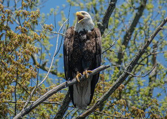 american bald eagle on a branch with mouth open