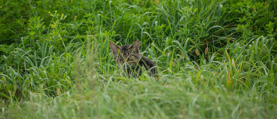 domestic cat in a field of tall grass