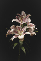 Pink lilies in full bloom against a black backdrop, showcasing the soft texture of their petals and rich color, vertical photo.