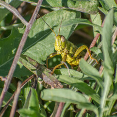 green grasshopper on a leaf